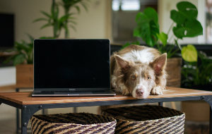 Filme-Ordner Auf Dem Mac Finden Und Löschen Filme-Ordner Auf Dem Mac Finden Und Löschen