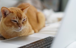 How to AirPlay on Mac? How to AirPlay on Mac?