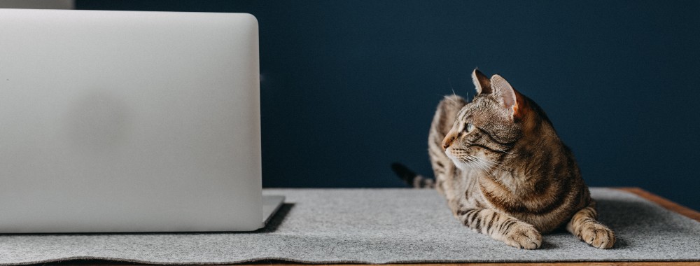 How to Find Large Files on Mac