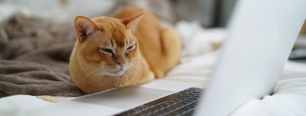 ¿Cómo hacer una copia de seguridad de tu Mac? - 4 maneras fáciles de probar